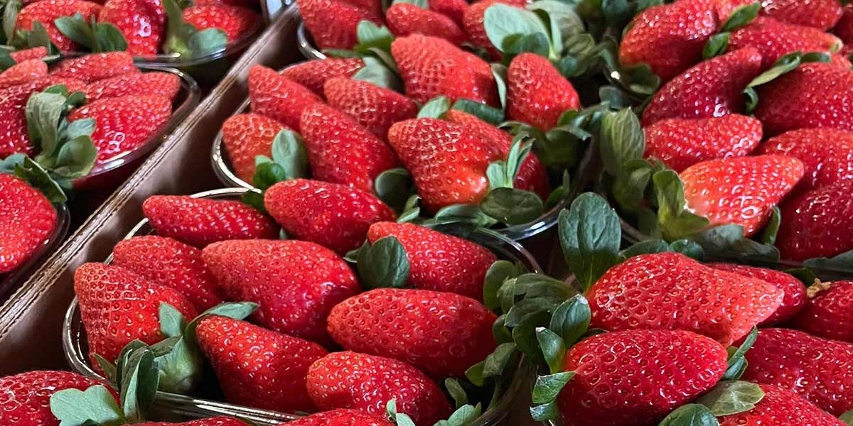 Fragole della Basilicata, chi ben comincia è a metà dell’opera